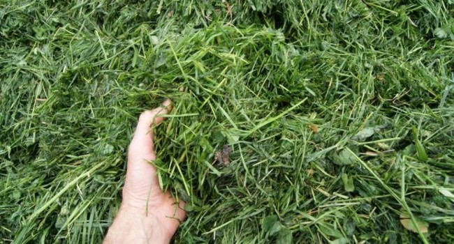 Grass protein – a climate-friendly alternative to soy with export ...